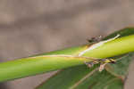 Annual wildrice <BR>Nakedstem dewflower <BR>Nakedstem dewflower <BR>Nakedstem dewflower <BR>Nakedstem dewflower